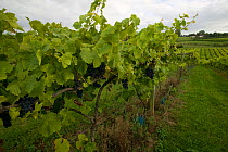 Grapes growing in the Three Choirs vineyard. First UK vineyard in modern times. Severn Estuary, Gloucestershire, England, UK. September 2009