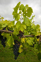 Close-up of grapes on the vine, Viticulture in the Three Choirs vineyard. First UK vineyard in modern times.Severn Estuary. Gloucestershire, England, UK. September 2009