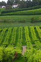 Landscape of vines. Viticulture in the Three Choirs vineyard. First UK vineyard in modern times.Severn Estuary. Gloucestershire, England, UK. September 2009