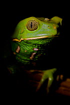 Waxy Monkey tree frog (Phyllomedusa sauvagii)  studio shot . Captive