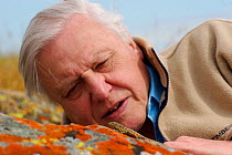 Sir David Attenborough watching a Side blotched lizard (Uta stansburiana) on rock, Santa Nella, California, USA. For BBC television series "Life in Cold Blood", April 2006