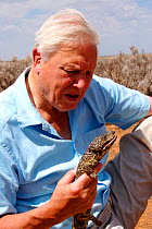 Sir David Attenborough holding a Gidgee skink (Egernia stokesi) in Adelaide, South Australia whilst filming for BBC television series Life in Cold Blood. November 2006