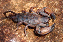 Flat Rock Scorpion, (Hadogenes troglodytes), Houdspruit, South Africa