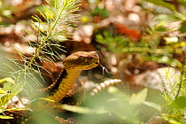 Timber rattlesnake {Crotalus horridus} amongst leaf litter with tongue exposed, New York, USA