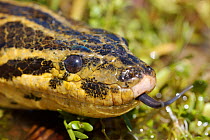 Yellow anaconda (Eunectes notaeus ) in the Iberia Marshes of Northern Argentina.