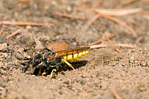 Bee killer wasp / Beewolf (Philanthus triangulum) male digging burrow, London, England, UK