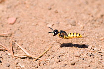 Bee killer wasp / Beewolf (Philanthus triangulum) male flying low patrolling his territory near his burrow, London, England, UK