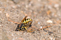 Bee killer wasp / Beewolf (Philanthus triangulum) female excavating burrow while carrying paralysed honeybee, London, England, UK