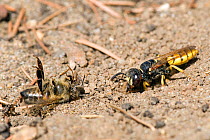 Bee killer wasp / Beewolf (Philanthus triangulum) female re-excavating burrow with paralysed honeybee to one side, London, England, UK