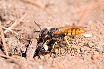 Bee killer wasp / Beewolf (Philanthus triangulum) male being met at burrow entrance by female, London, England, UK