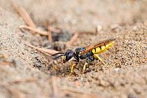 Bee killer wasp / Beewolf (Philanthus triangulum) male guarding burrow, London, England, UK