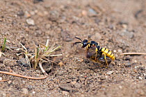 Bee killer wasp / Beewolf (Philanthus triangulum) female coming in to land at burrow carrying paralysed honeybee, London, England, UK