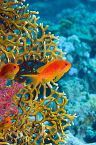 Lyretail anthias or Goldies (Pseudanthias squamipinnis) female with fire coral. Red Sea, Egypt.