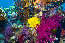 Golden butterflyfish (Chaetodon semilarvatus). Range Red Sea and Gulf of Aden. Red Sea, Egypt.