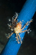 Hydroid or Fairy crab (Hyastenus bispinosus) on Sea squirt where it has climbed to feed. It has decorated its body with hydroid polyps. Majidae - Spider or Decorator crab. Rinca, Indonesia