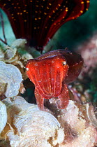 Papuan cuttlefish (Sepia papuensis). Rinca, Indonesia.