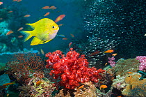 Golden damsel (Amblyglyphidodon aureus) over coral reef with soft coral. Andaman Sea, Thailand.