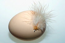 Newly laid hen's egg ( Gallus gallus domesticus) with feather. UK.