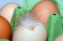 Close up of newly laid chicken eggs ( Gallus gallus domesticus) in egg carton with feather. UK.