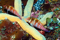 Pair of Falco or Dwarf hawkfish (Cirrhitichthys falco) on starfish (Linckia laevigata). Puerto Galera, Philippines.