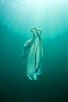 Plastic bag floating in the sea, resembling a jellyfish swimming Dangerous to sea turtles