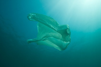 Plastic bag floating in the sea, resembling a jellyfish swimming  Dangerous to sea turtles