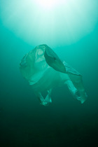 Plastic bag floating in the sea, resembling a jellyfish swimming  Dangerous to sea turtles