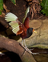 Wattled jacana (Jacana jacana) flapping wings, captive, from central and south america