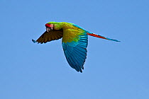 Military macaw (Ara militaris) in flight, captive, from Central and South America, Vulnerable Species