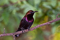 Male Copper-throated sunbird (Leptocoma / Nectarinia calcostetha) perched, captive, from South East Asia