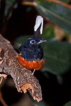 Common / White rumped shama (Copsychus malabaricus) captive, from India and South East Asia