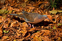 Socorro dove (Zenaida macroura graysoni) captive, from Socorro Is (off Pacific Mexican coast) extinct in the wild
