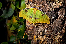 African moon moth (Argema mimosae) captive, from Africa