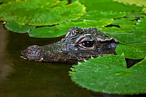 West African Dwarf Crocodile (Osteolaemus tetraspis) in water, captive, from West and Central Africa, Vulnerable Species