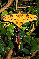 Male Comet Moth / Madagascan Moon Moth (Argema mittrei) captive, from Madagascar