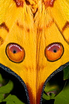 Male Comet Moth / Madagascan Moon Moth (Argema mittrei) close up of eye pattern on wings, captive, from Madagascar