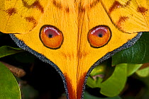 Male Comet Moth / Madagascan Moon Moth (Argema mittrei) close up of eye pattern on wings, captive, from Madagascar