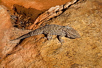 Qattara gecko (Tarentola mindiae) captive, from Sinai Desert, Egypt