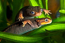 Himalayan crocodile newt (Tylototriton verrucosus) pair in water, captive, from NE India to N Vietnam and SW China