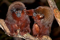 Coppery / Red Titi monkey (Callicebus cupreus) pair grooming, captive from Brazil and Peru