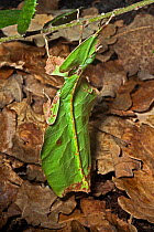 Giant Leaf Insect (Phyllium giganteum) captive from Malay Peninsula and Sarawak