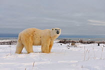 Polar bear (Ursus maritimus) on snow covered tundra, Manitoba, Canada