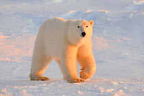 Polar bear (Ursus maritimus) walking in sunlit snow, Manitoba, Canada