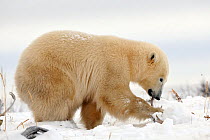 Polar bear (Ursus maritimus) foraging in the snow,  Manitoba, Canada