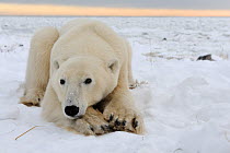 Polar bear (Ursus maritimus) sitting facing camera in the snow, Manitoba, Canada