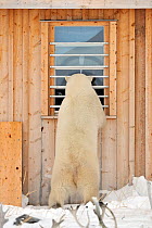 Polar bear (Ursus maritimus) on hind legs, looking through cabin window, Manitoba, Canada