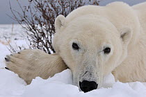 Head and paws close-up portrait of Polar bear (Ursus maritimus) laying in snow, Manitoba, Canada