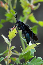 Tarantula Hawk Wasp (Pepsis genus) perching on foliage, Chiricahua mountains. Arizona, USA