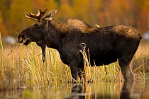 Young male moose (Alces alces) standing in water, Tupper Lake, Adirondack Mountains, New York, USA