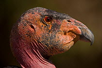 Californian Condor (Gymnogyps californianus) head portrait, Captive, California, USA.   IUCN designated endangered species